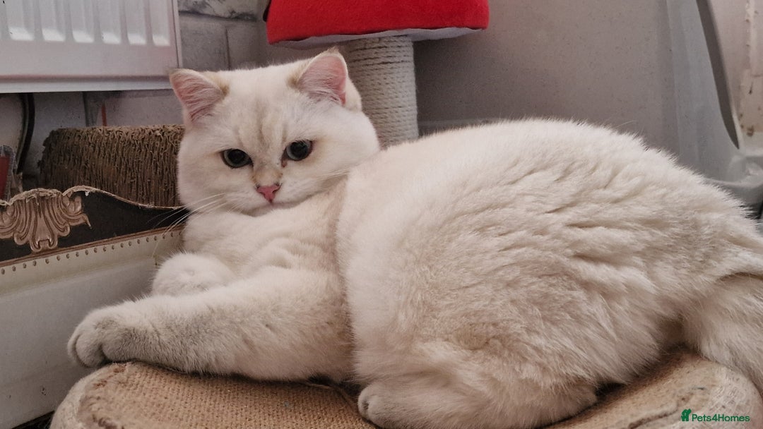 British Shorthair cats for sale: Golden British shorthair Pedigree Neutered  - Advert 4