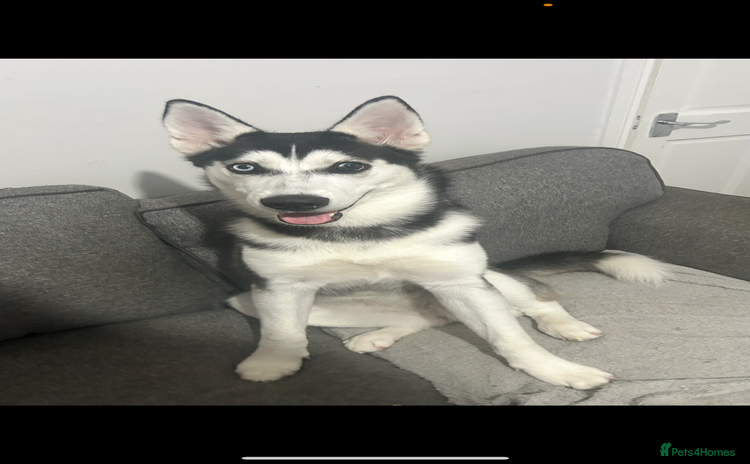 Siberian Husky dogs - Advert 1