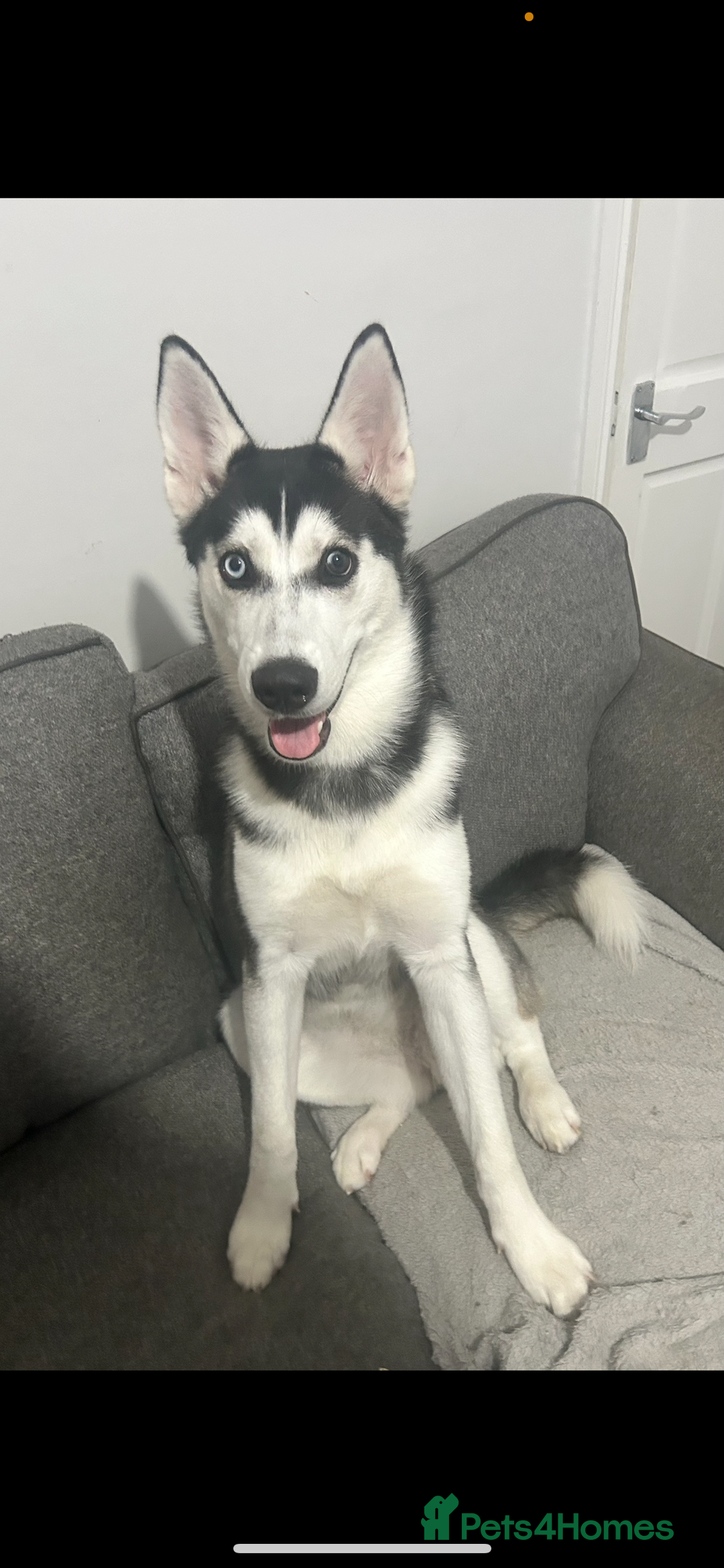 Siberian Husky dogs for sale: Young female Siberian husky needs new 🏡  - Image 1