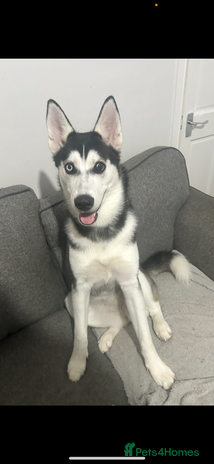 Siberian Husky dogs - Advert 1