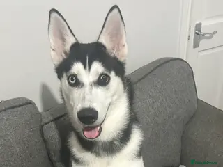 Siberian Husky dogs Young female Siberian husky needs new 🏡 in Nottingham - Advert 17