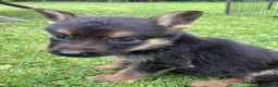 German Shepherd dogs for sale: Big chunky farm bred German shepherds ready now. - Advert 17