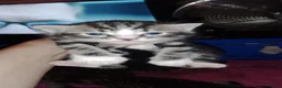 British Shorthair cats for sale: Tabby british shorthair kittens - Advert 10