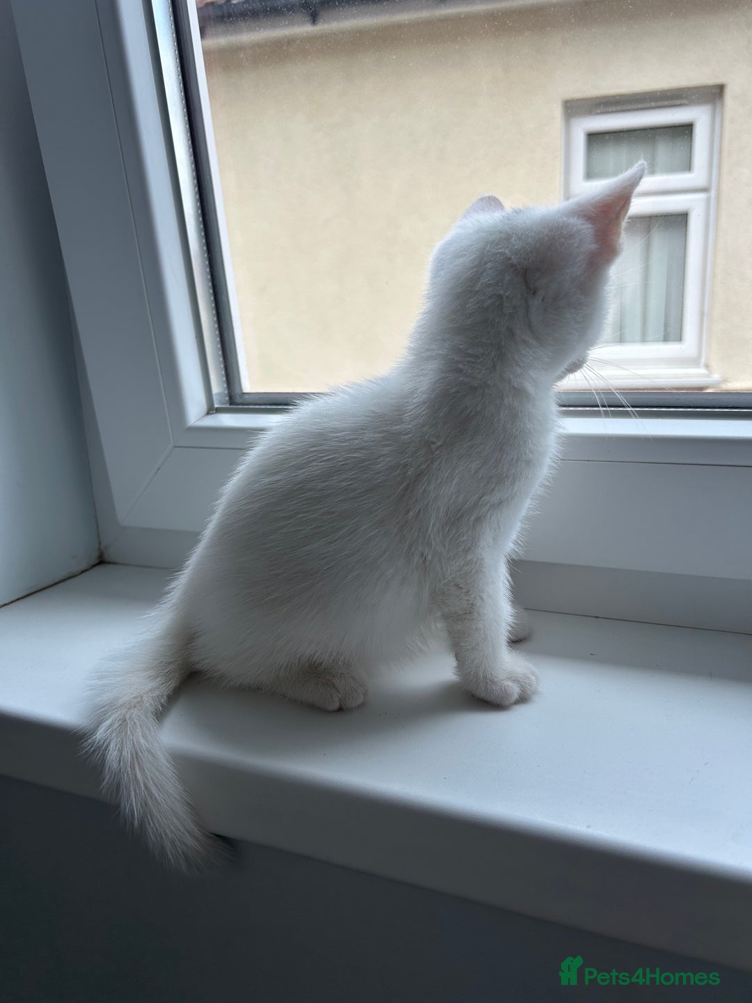 Mixed Breed cats for sale: Amazing kittens  - Image 2
