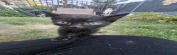 Bombay cats for sale: Bombay mix kittens 200 ONO in Rowley Regis - Advert 7