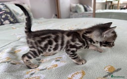 Bengal cats for sale: Bengal kittens 4 pure bangals 5 bengal x kittens - Image 2