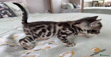 Bengal cats - Advert 5