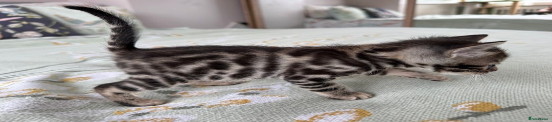 Bengal Kitten 2