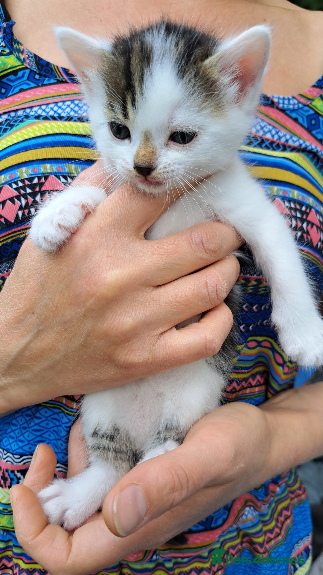 Mixed Breed cats for sale: Beautiful mixed kittens(only 1 boy left) - Image 4