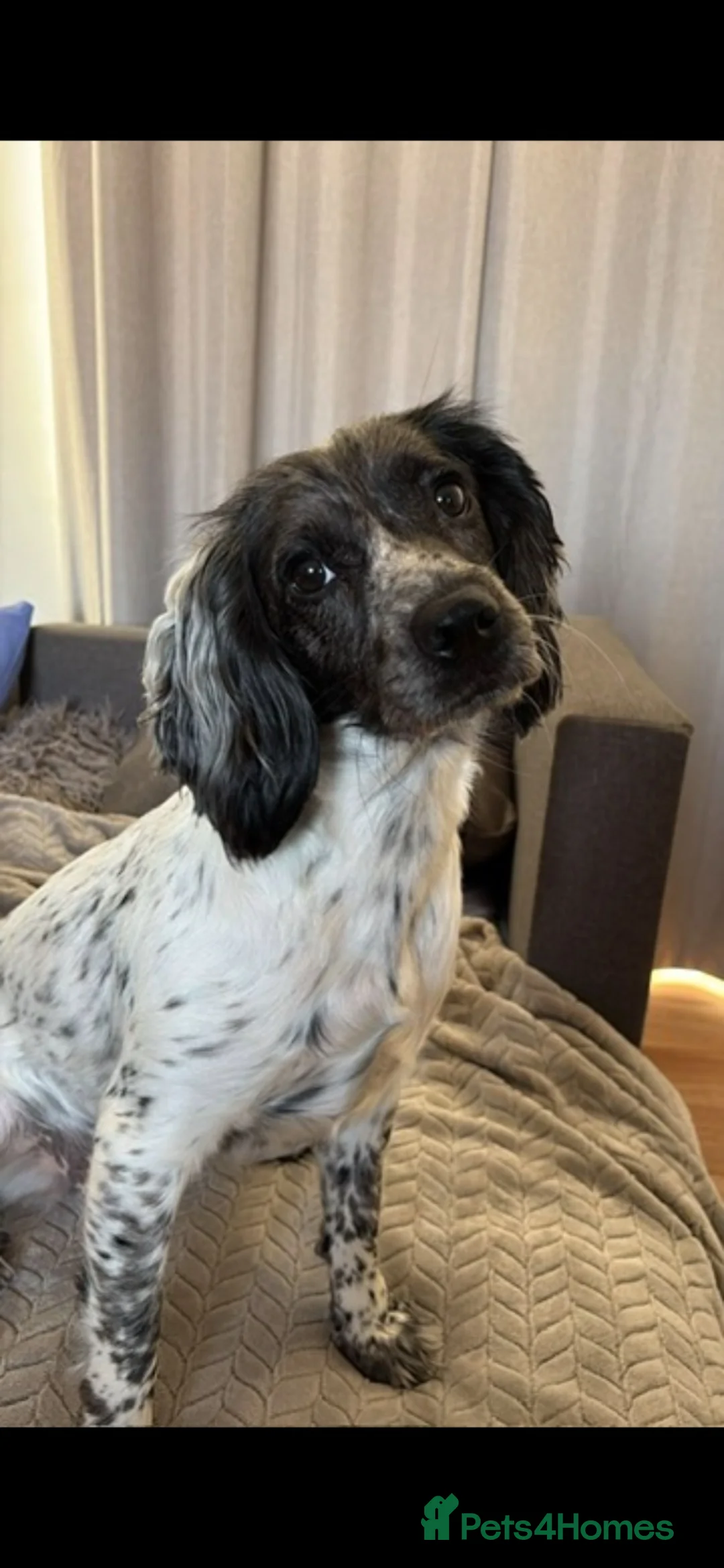 Sprocker dogs for sale: 🐾 Beautiful Sprocker Spaniel Puppies 🐾 - Advert 2