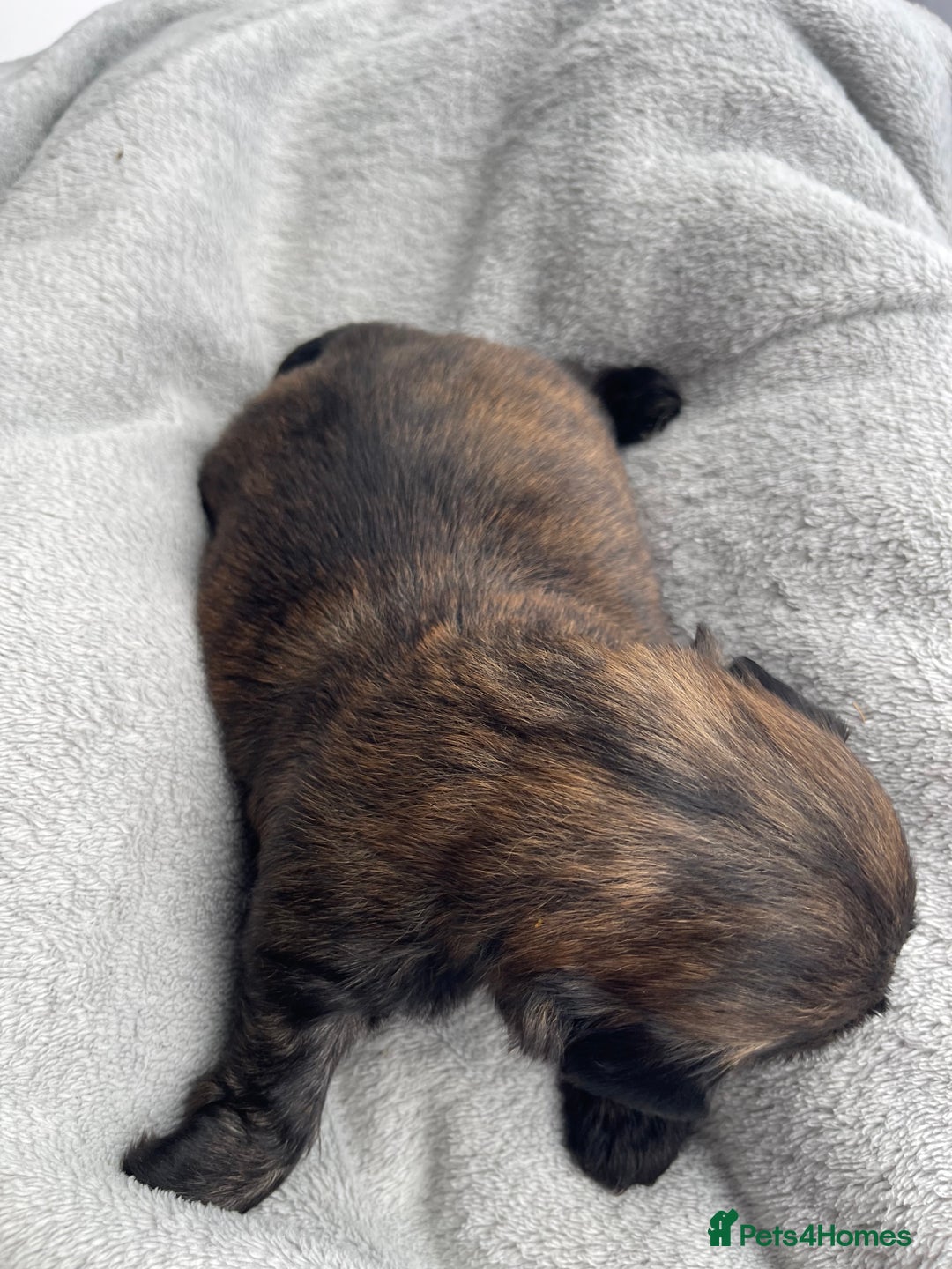 Shih Tzu dogs for sale: Kc Standard Shih Tzu puppies - Image 9