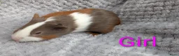 Guinea Pig rodents for sale: Beautiful Baby Guinea Pigs  - Advert 13