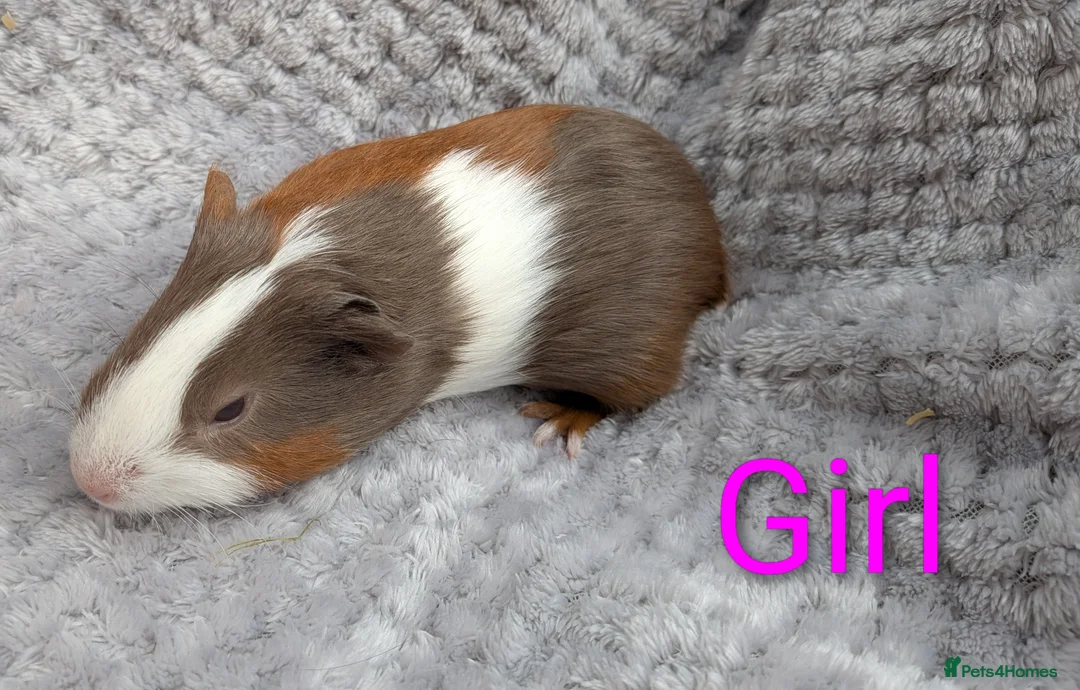 Guinea Pig rodents for sale: Beautiful Baby Guinea Pigs  - Advert 13