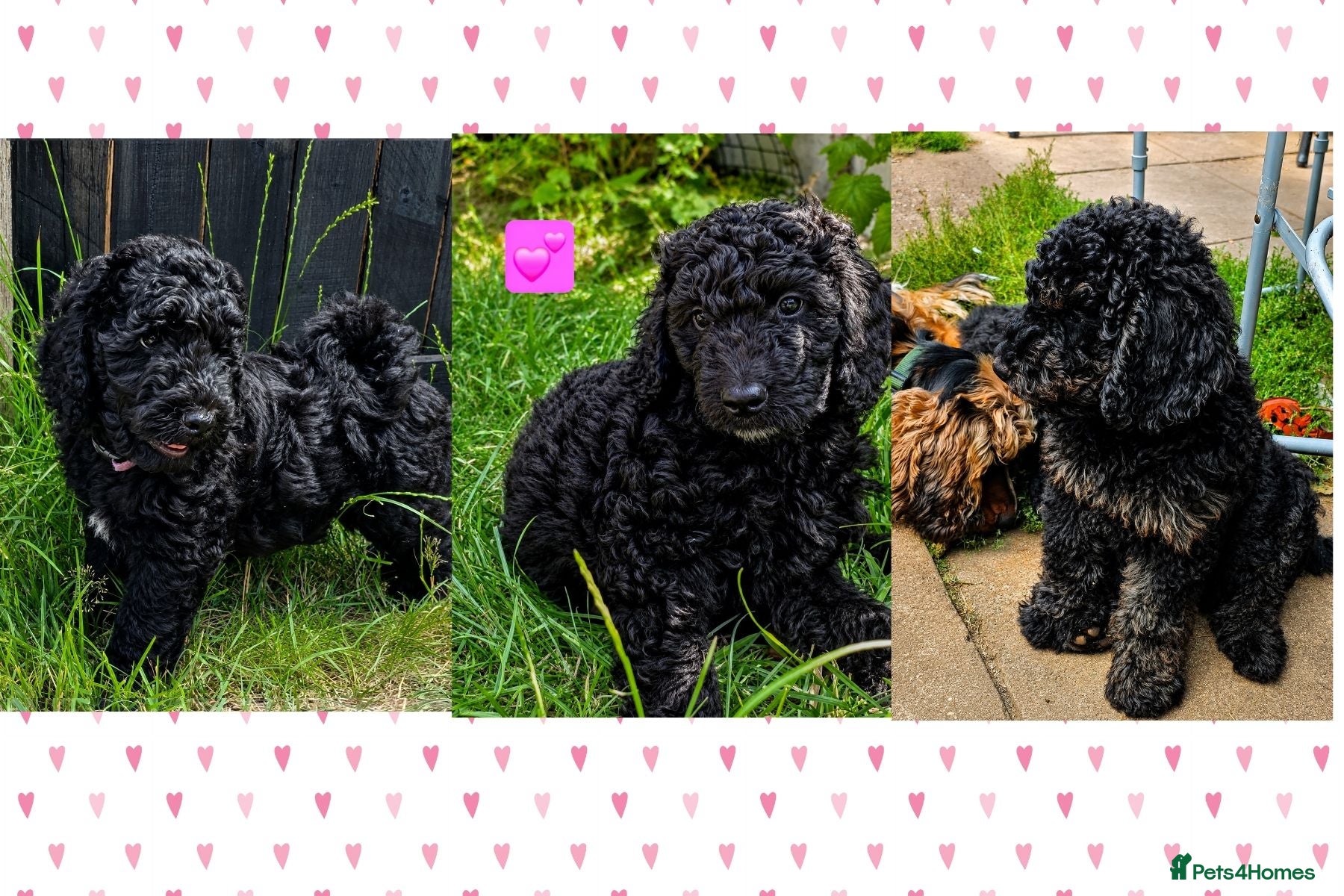 Cockapoo dogs Health Tested F1b Cockapoo Puppies - Advert 1