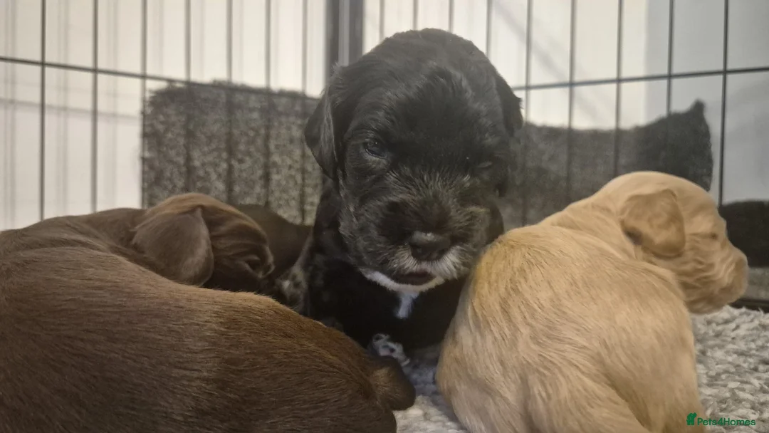 Cockapoo dogs for sale: Beautiful Cockapoo puppies - Advert 2