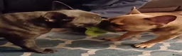 French Bulldog dogs for sale: Blue FrenchBulldog Puppies 3 Generations of Health - Advert 11