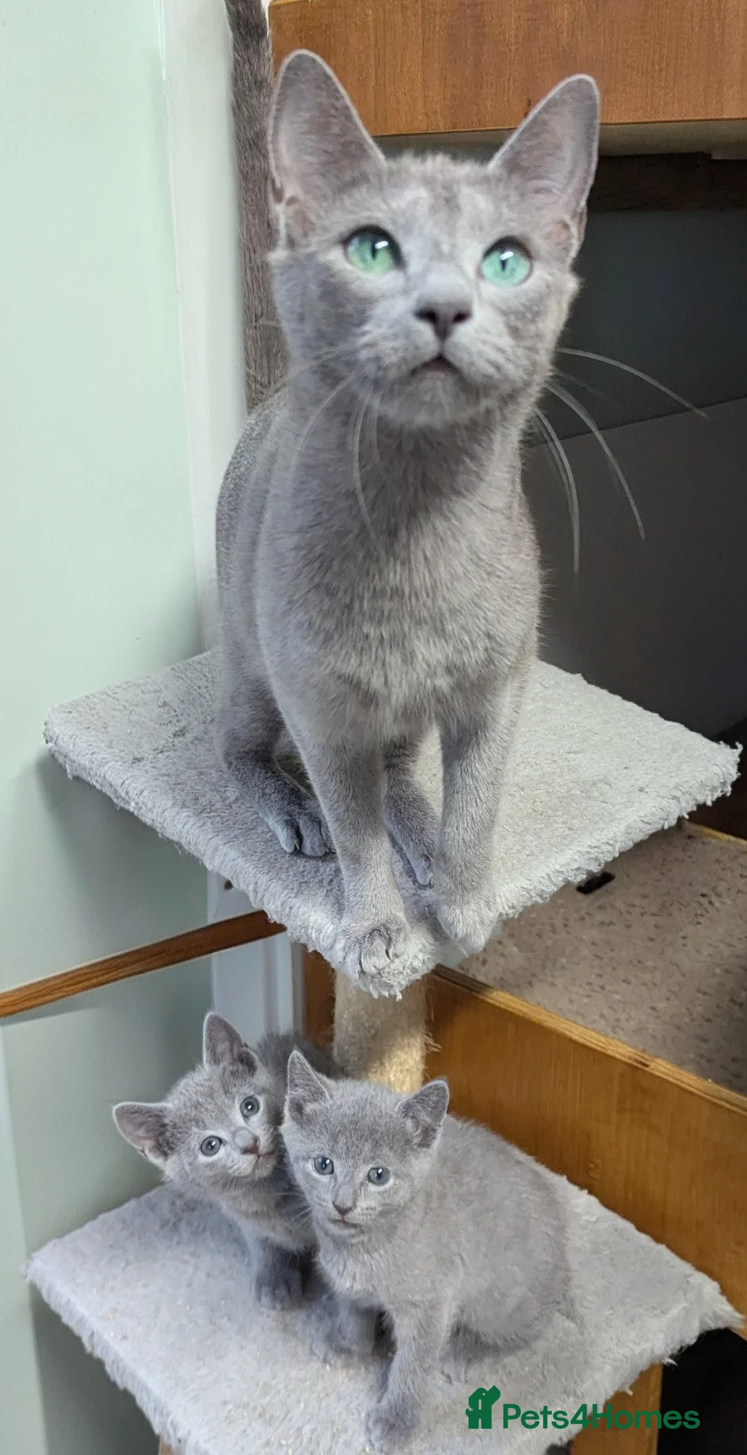 Russian Blue cats for sale: TICA Pedigree kittens  in Barnet - Advert 7