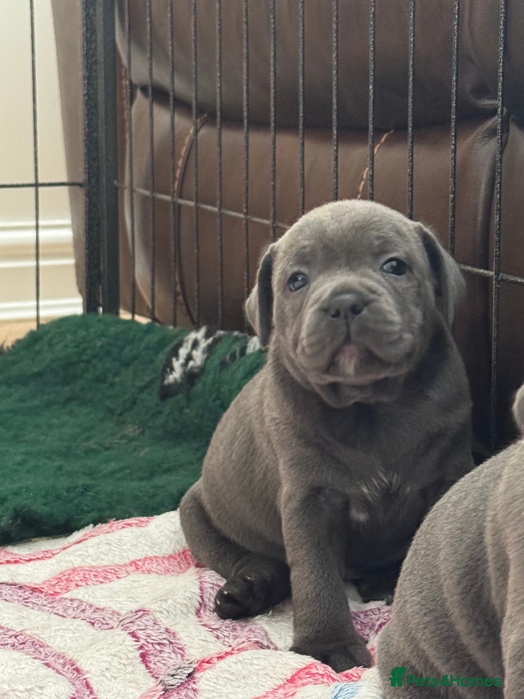 Staffordshire Bull Terrier dogs for sale: Amazing blue Staffordshire bull terrier puppies  in Stoke-on-Trent - Image 16