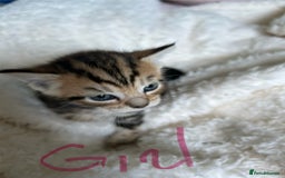 Domestic Shorthair cats for sale: Domestic beautiful kittens  - Image 4