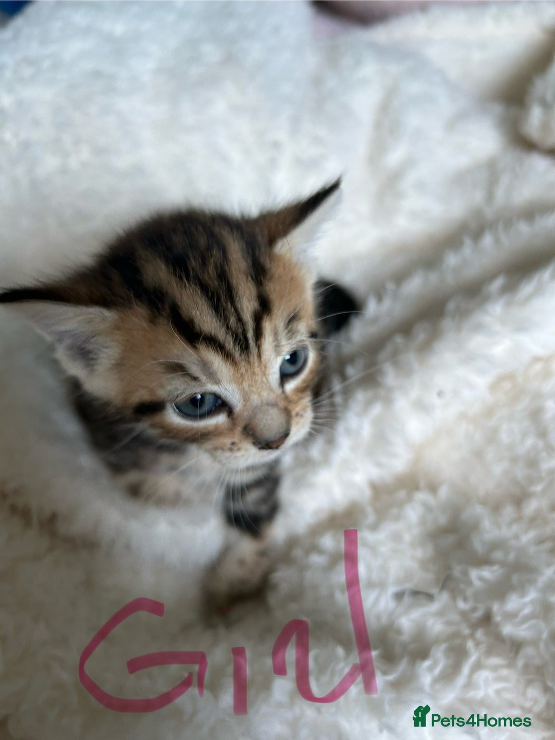 Domestic Shorthair cats for sale: Domestic beautiful kittens  - Image 4