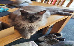 Maine Coon cats for sale: Amazing male Mainecoon  - Image 2