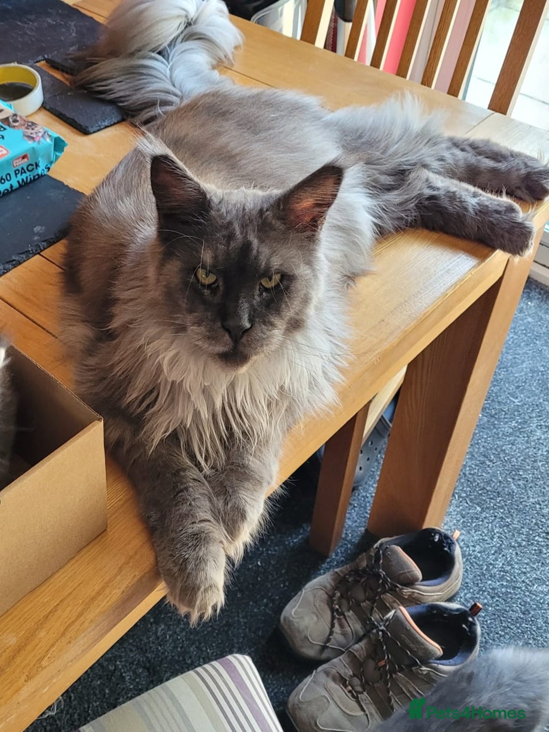 Maine Coon cats for sale: Amazing male Mainecoon  - Image 2