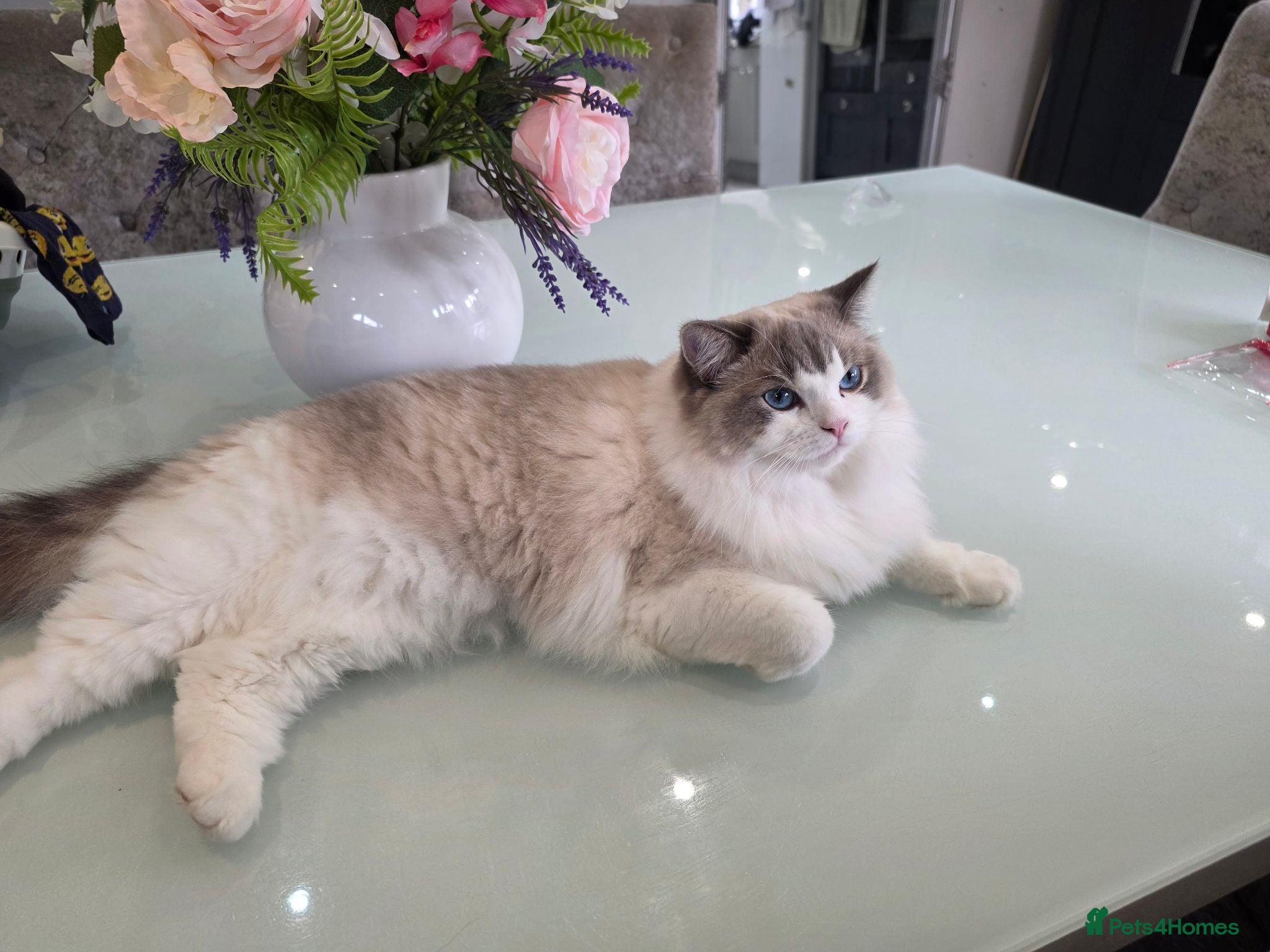 Ragdoll cats Ragdoll cats -  beautiful inside and out 😻 - Advert 1