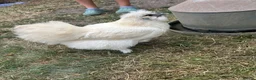 Chickens poultry for sale: USA Silkies- Bantams  in Cambridge - Advert 2