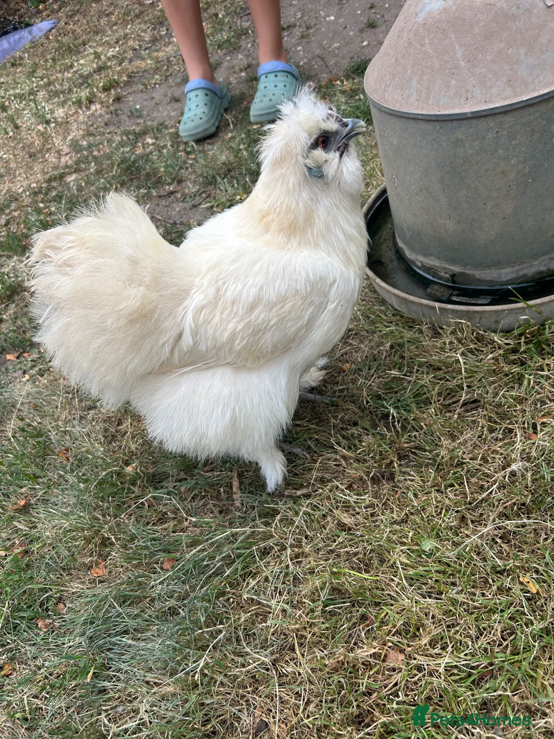 Chickens poultry for sale: USA Silkies- Bantams  in Cambridge - Advert 2