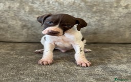 Pointer dogs for sale: BEAUTIFUL PEDIGREE POINTER PUPPIES - Image 6