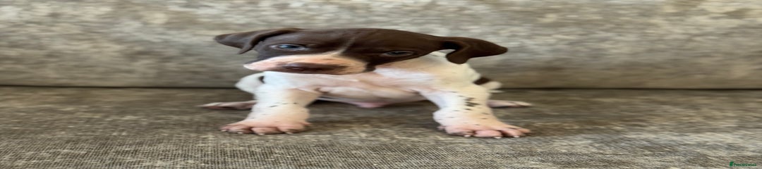 Pointer Puppy 2