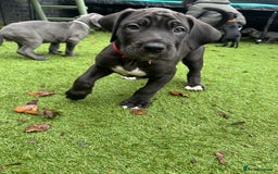 Mixed Breed dogs for sale: Cane corso/Great Dane puppies for sale ✨✨ - Image 25