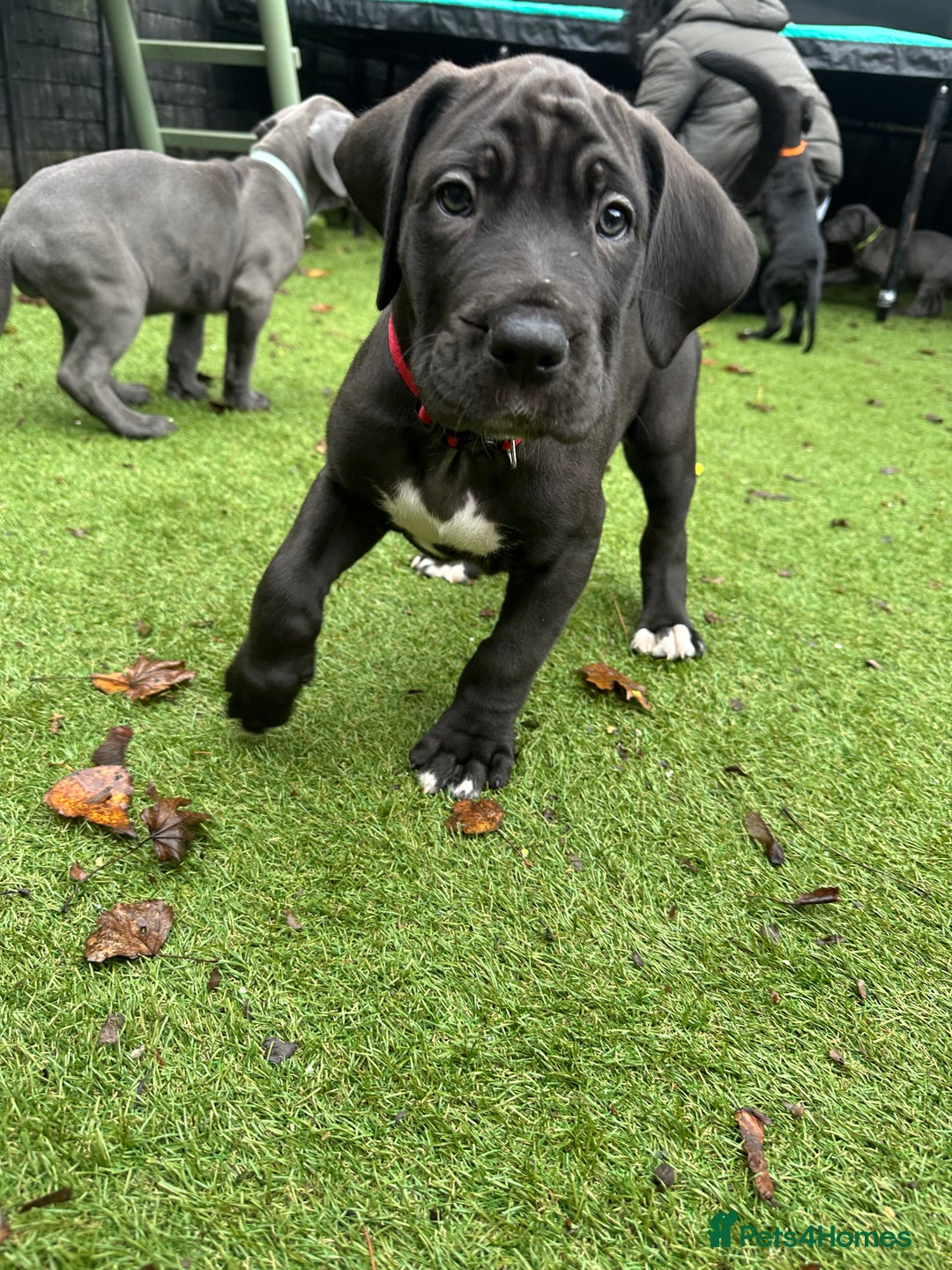 Mixed Breed dogs for sale: Cane corso/Great Dane puppies for sale ✨✨ - Image 25