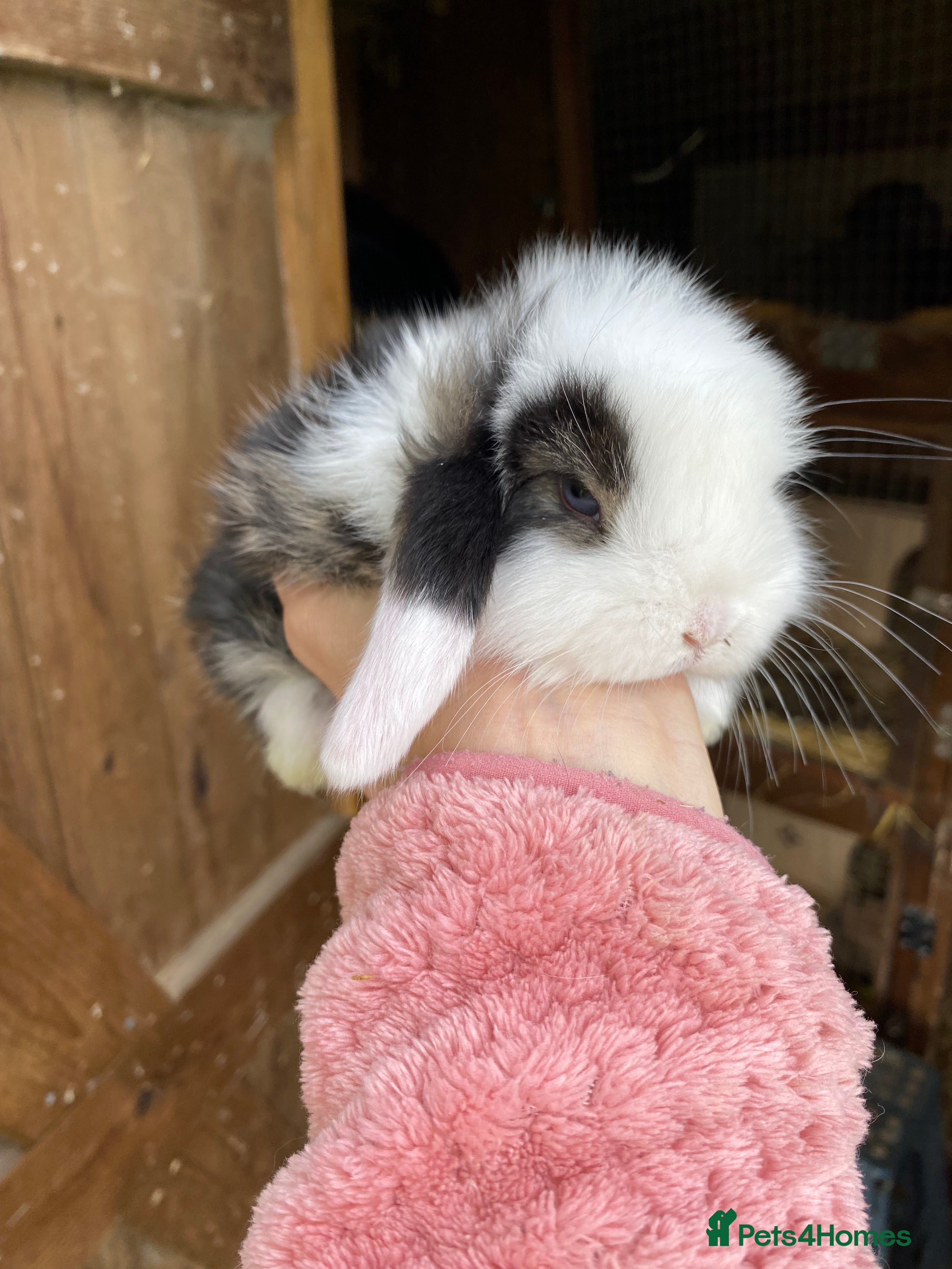 Mini Lop rabbits Beautiful pure breed mini lops - Advert 2