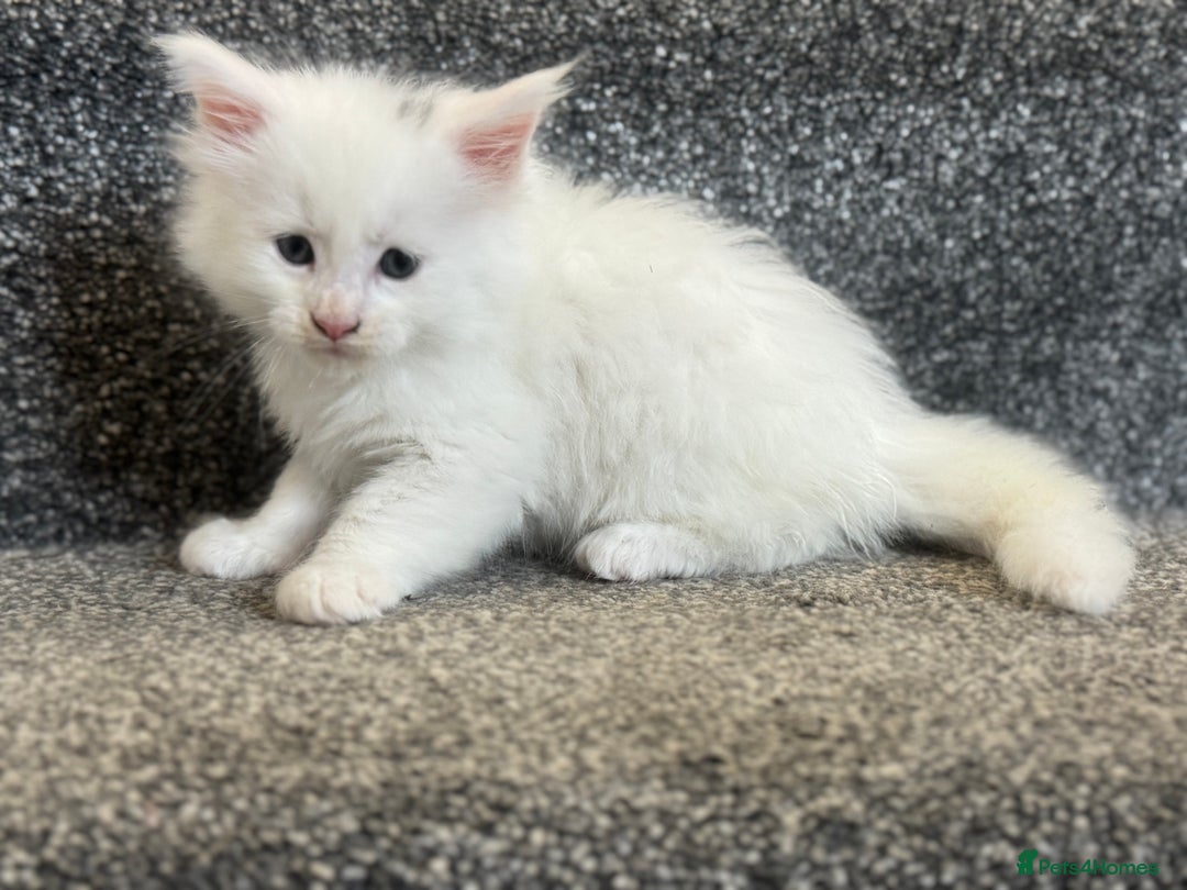 Maine Coon cats for sale: Mainecoon pure kittens  - Image 3