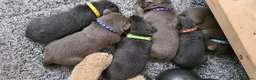 Labrador Retriever dogs for sale: Silver & Charcoal Labrador pups in Newcastle - Advert 2