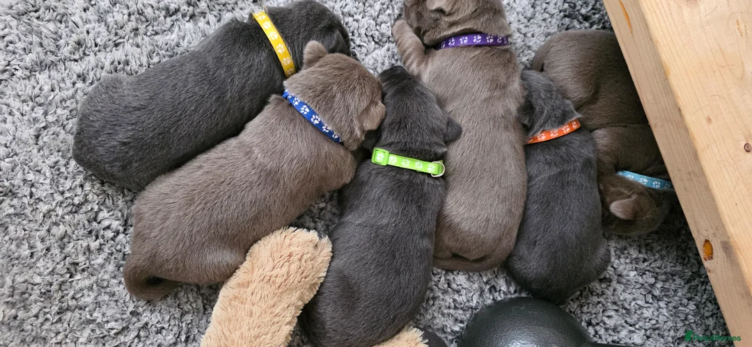 Labrador Retriever dogs for sale: Silver & Charcoal Labrador pups in Newcastle - Advert 2