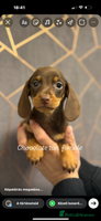 Miniature Dachshund dogs - Advert 2