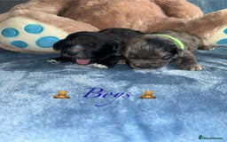 Cavapoo dogs for sale: BEAUTIFUL CAVAPOO PUPPIES HEALTH TESTED PARENTS  - Image 23