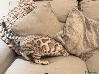 Bengal cats 🩶Stunning Silver Mink🩶 Bengal Male TICA Reg - Advert 12