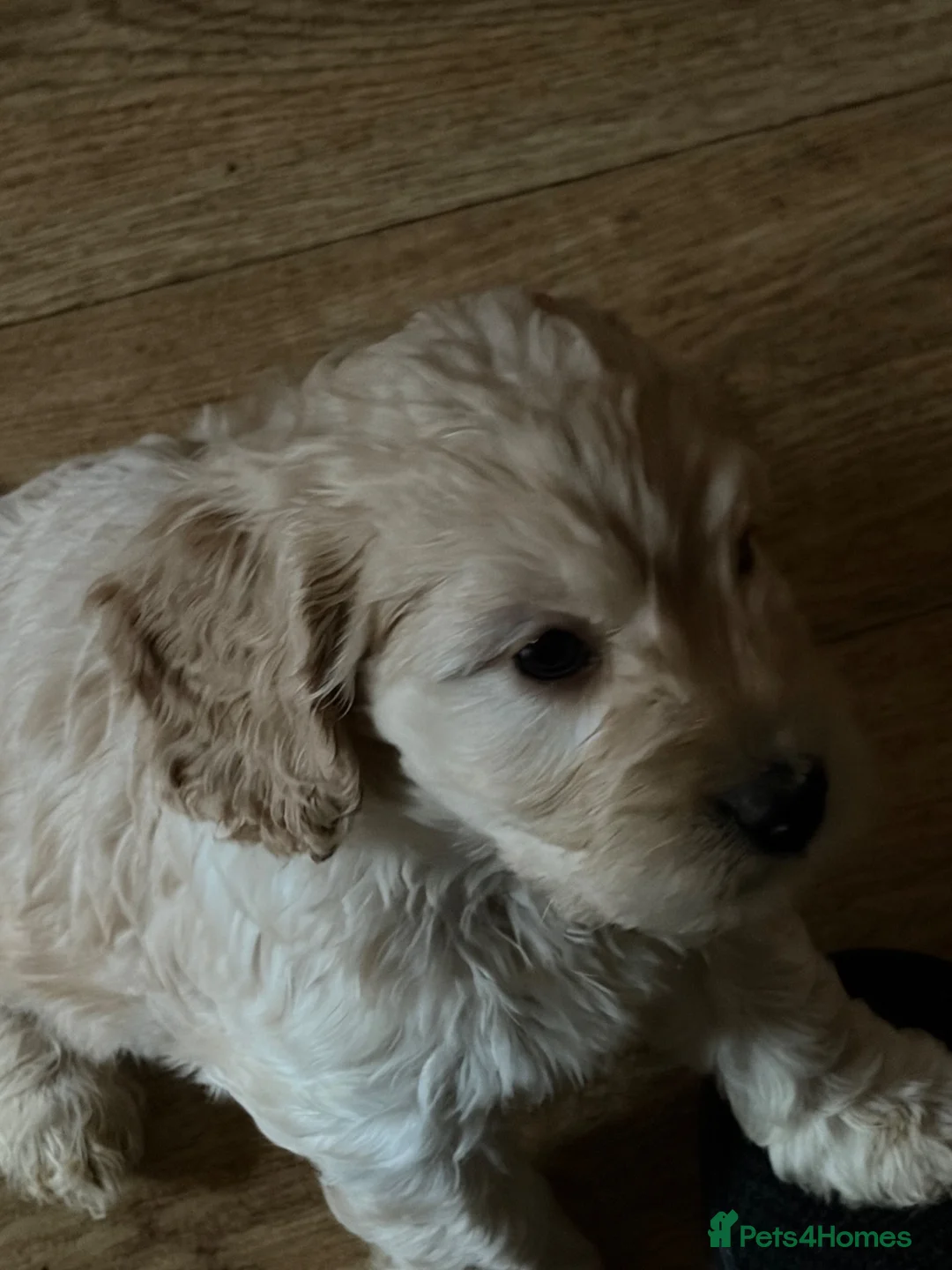 Cockapoo dogs for sale: Litter of 5 beautiful F1 cockapoos  - Advert 2