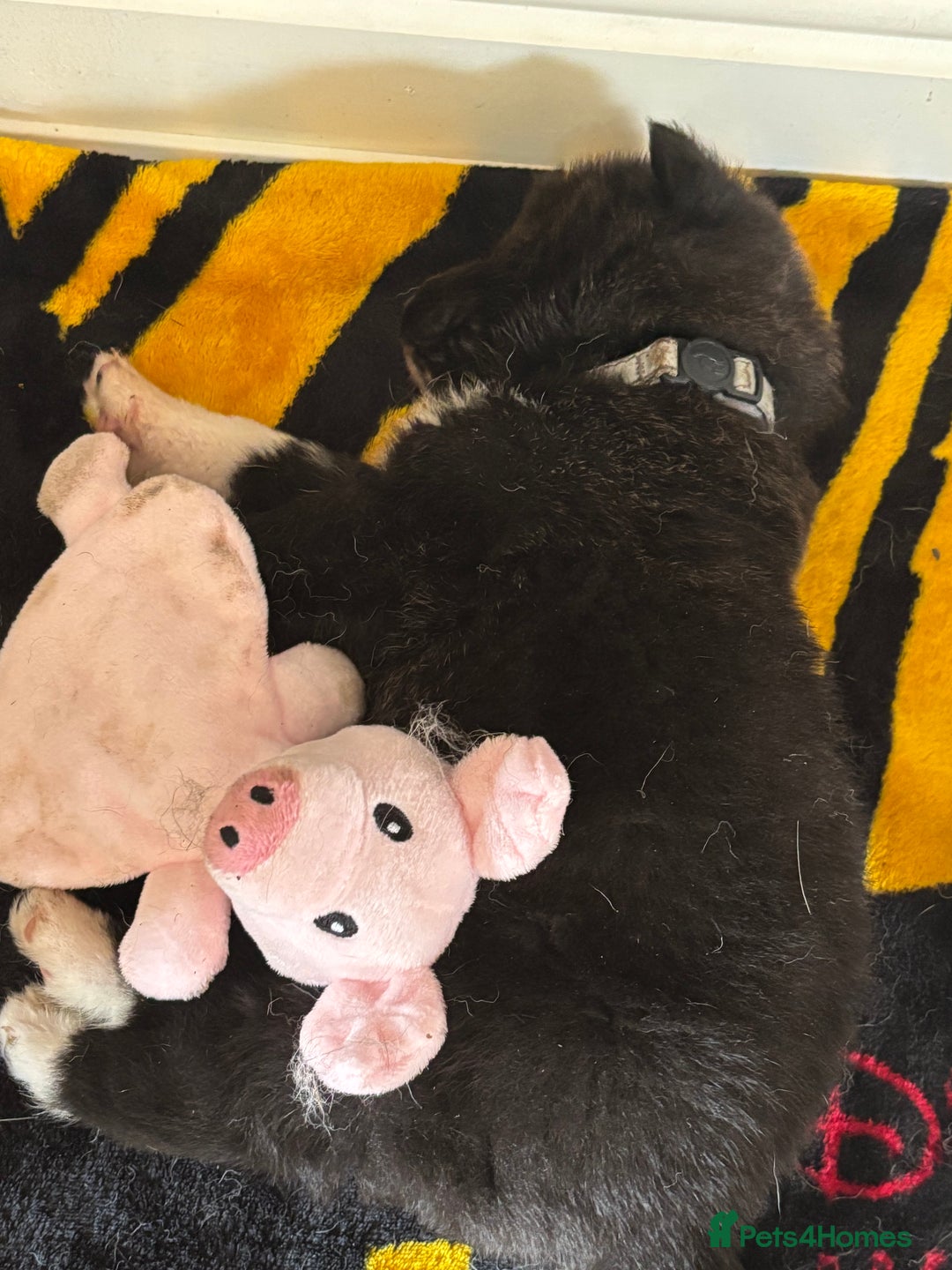 Akita dogs for sale:  ⭐ READY NOW adorable chunky A/AKITAS - Image 20