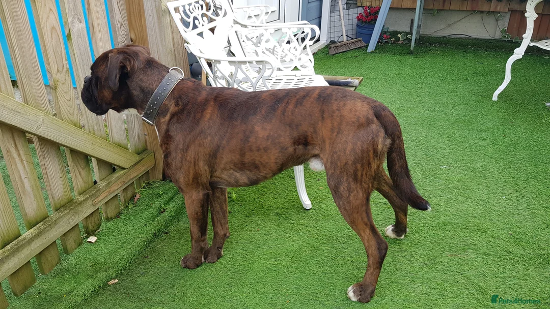 Boxer dogs for stud: Kc Registered and Heart scored Stud dog in Herne Bay - Advert 2