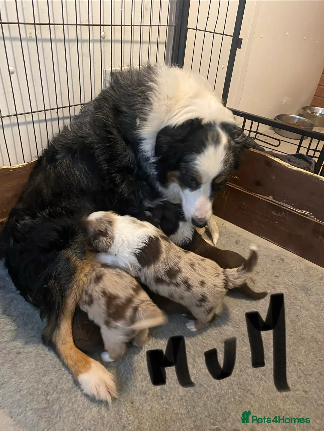 Border Collie dogs for sale: border collie puppies - Advert 11