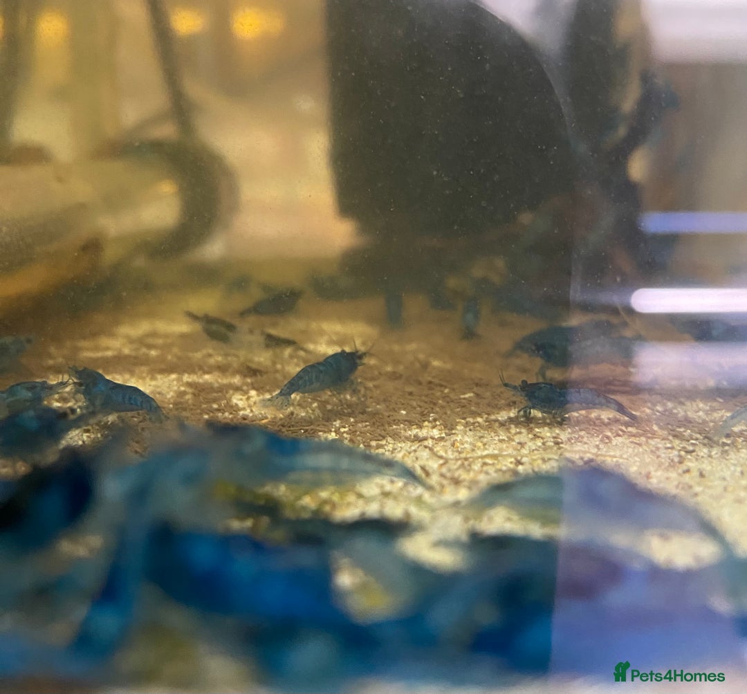 Other/Mixed Breed fish for sale: Plec’s, Angel Fish and Shrimp for sale  - Advert 6