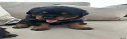 Rottweiler dogs for sale: OUTSTANDING QUALITY GERMAN ROTTWEILER PUPPIES  - Advert 20