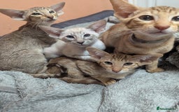 Oriental cats for sale: Stunning oriental girls seeking new slaves - Image 11