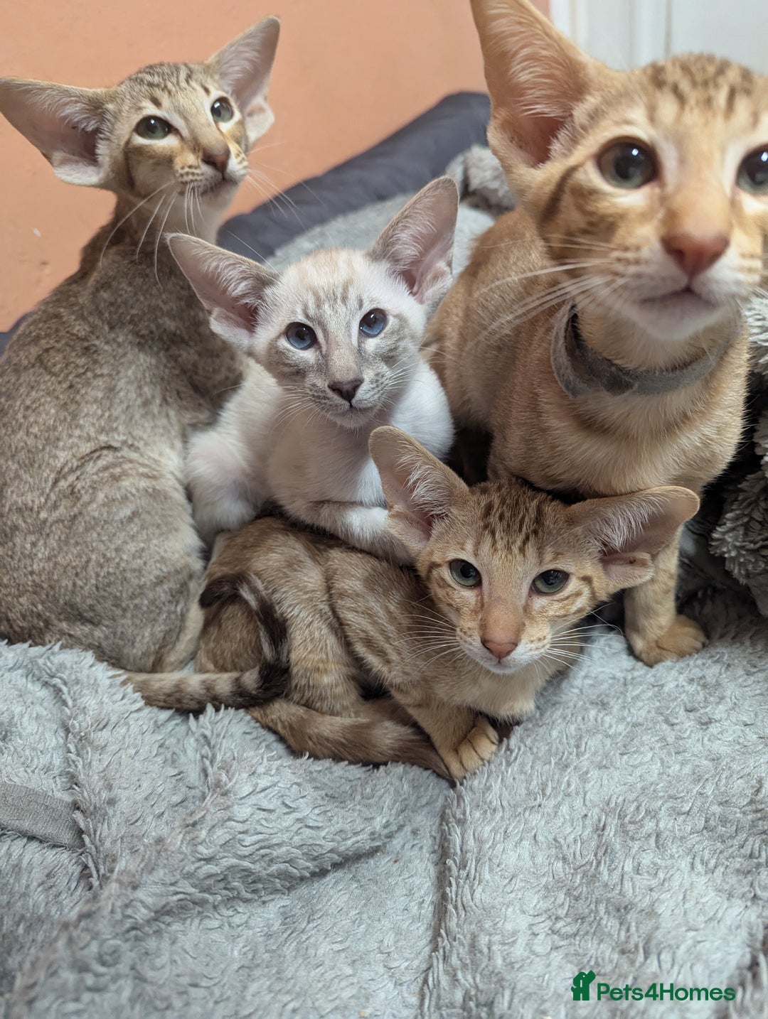 Oriental cats for sale: Stunning oriental girls seeking new slaves - Image 11