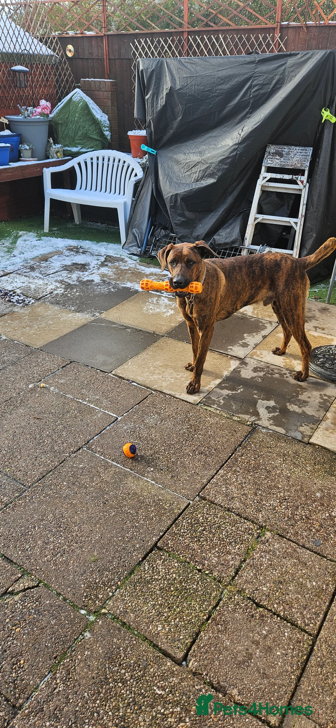 Mixed Breed dogs for sale: Dutch shepherd cross doberman  - Advert 3