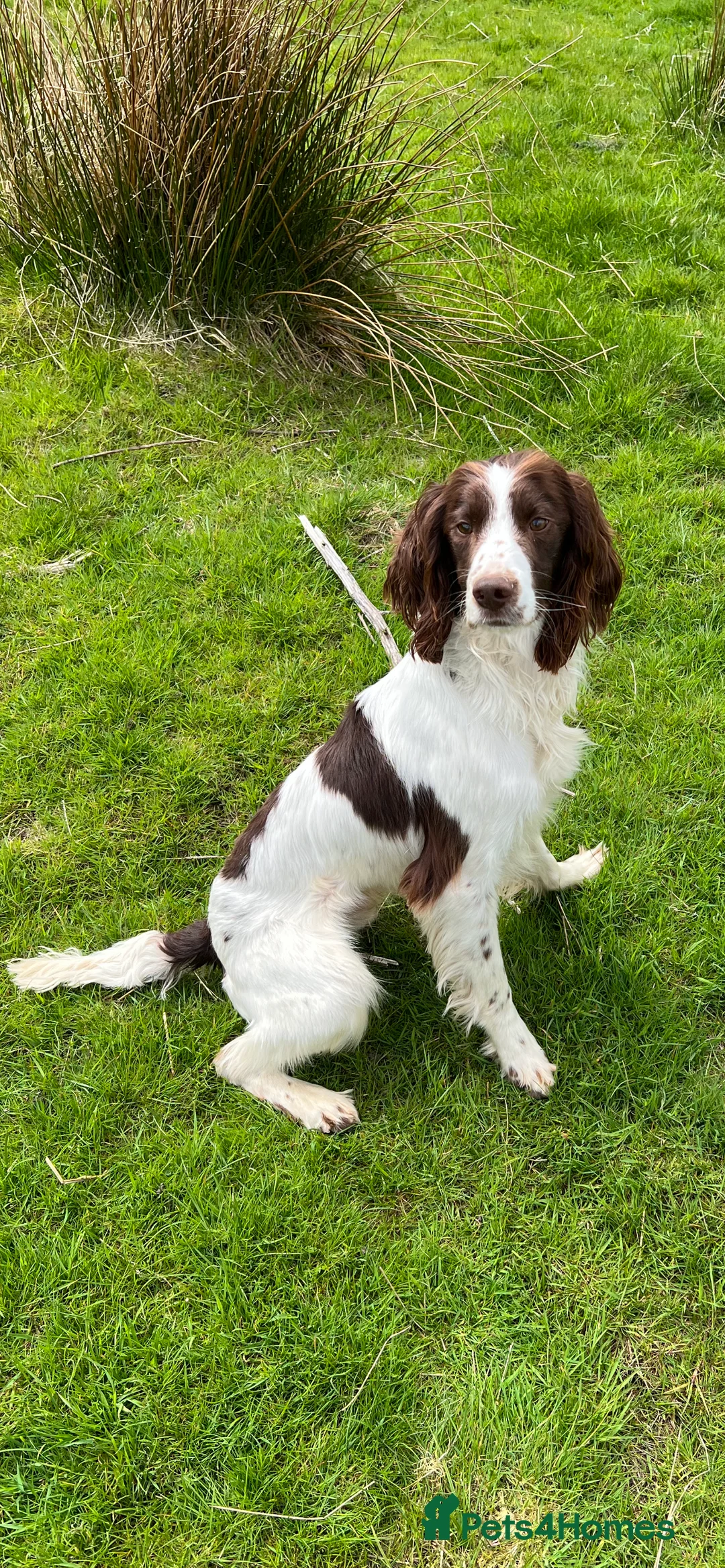 English Springer Spaniel dogs for stud: Springer dog at stud  in Preston - Advert 4